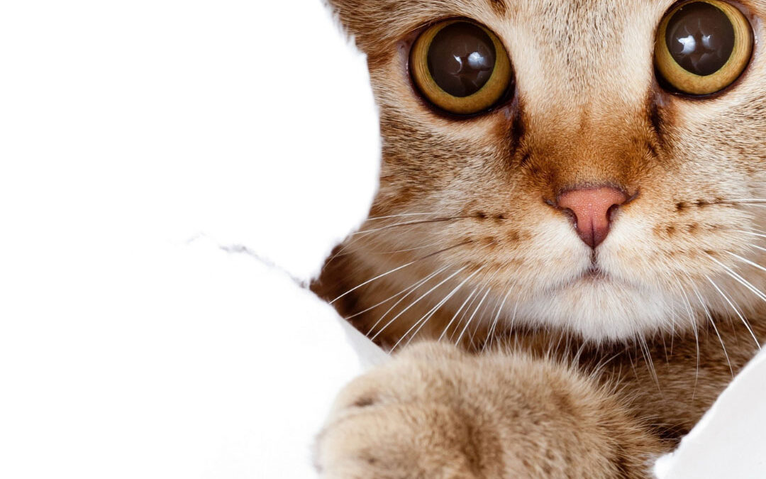A ginger tabby cat with wide, curious eyes peeks through a ripped hole in a white paper background, extending one paw forward - www.thebestalbioninsuranceagent.com