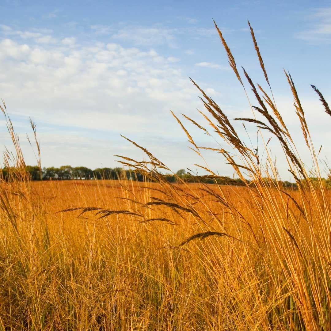 Tall, golden grass sways in the foreground of a vast field under a pale blue sky with light white clouds - www.thebestalbioninsuranceagent.com